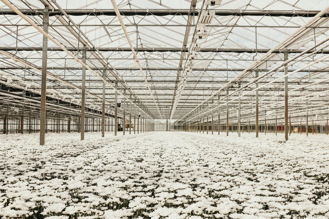 Chrysanthemums Netherlands