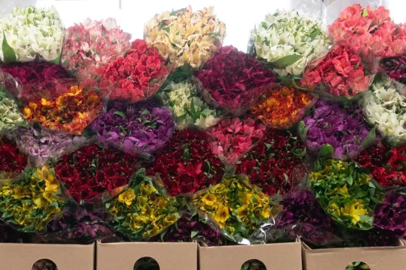 Alstroemerias Ecuador