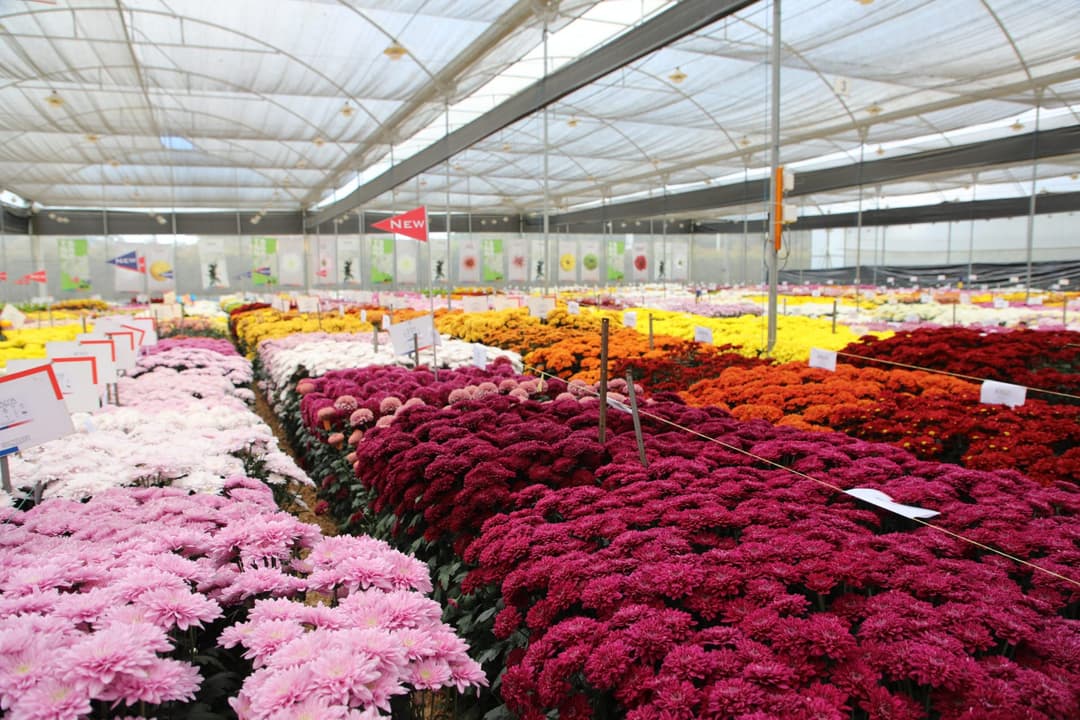 Chrysanthemums Colombia