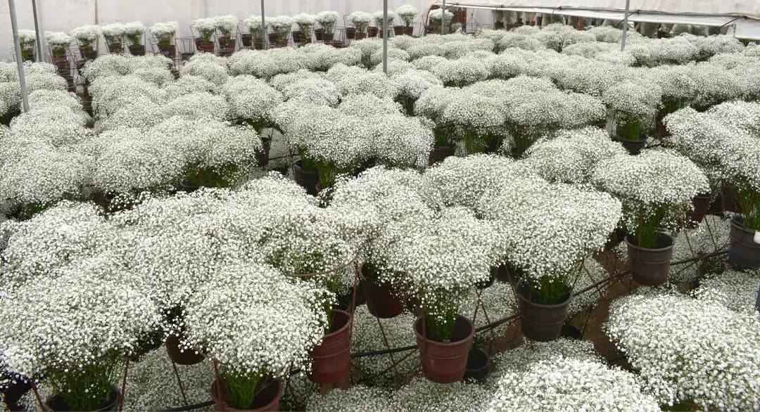 Gypsophila Ecuador