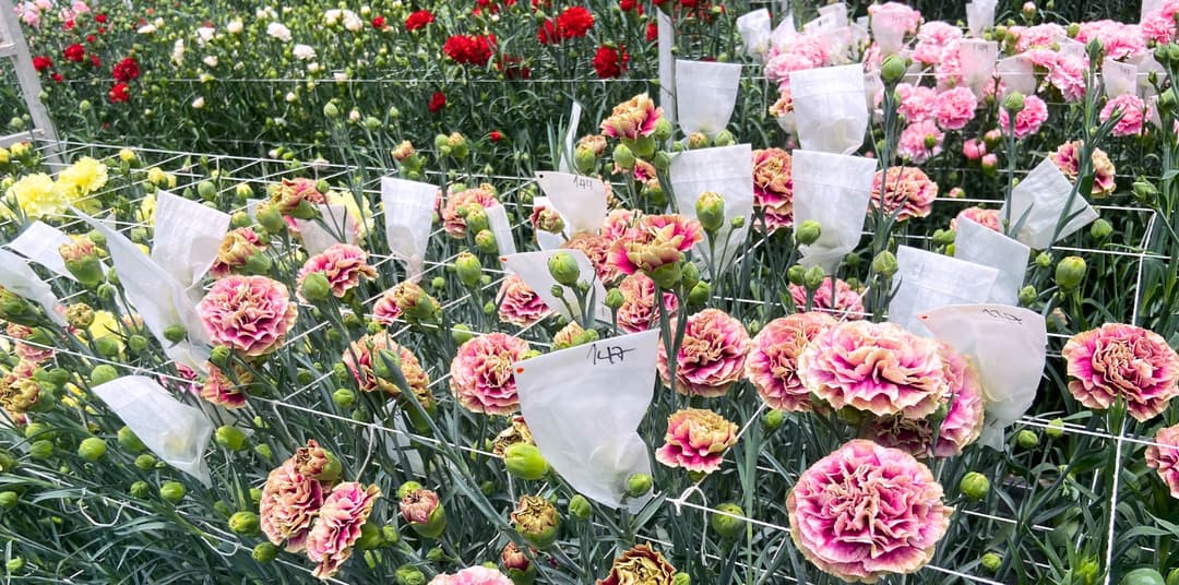 Carnations Colombia
