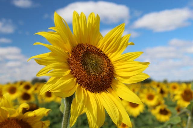 Sunflowers USA