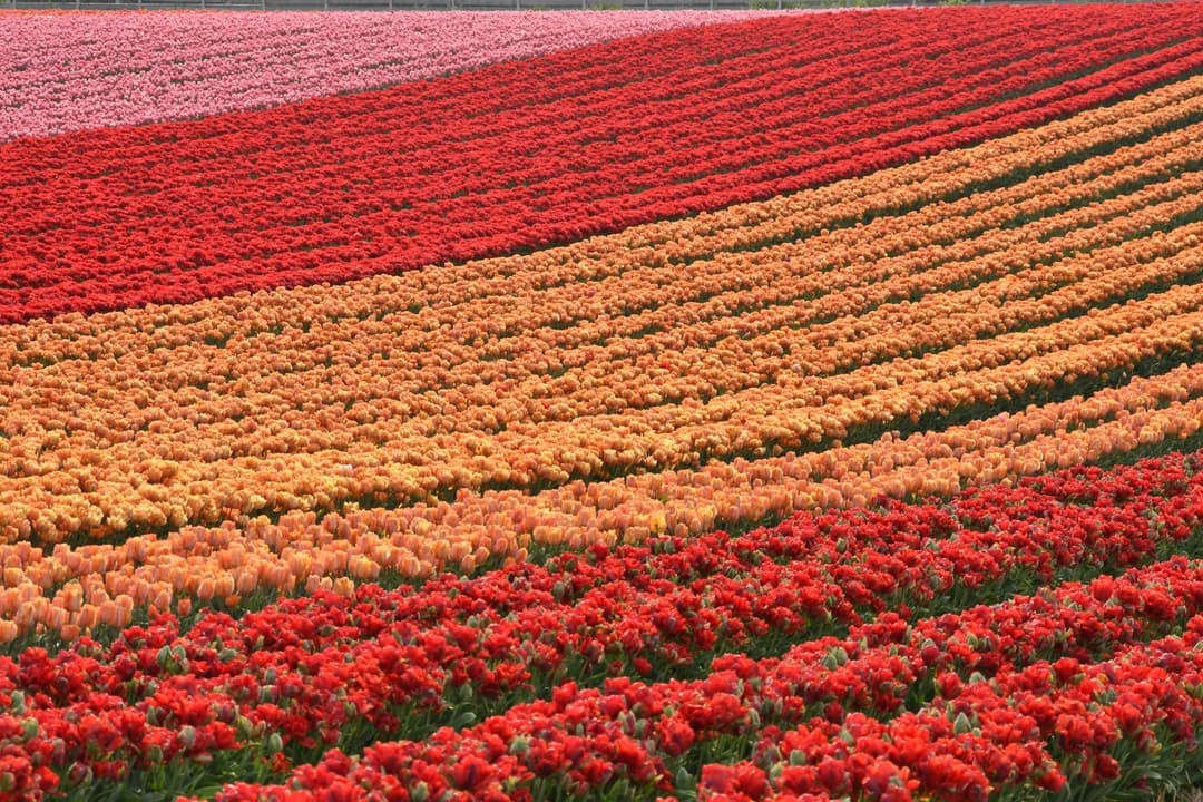 Tulips Netherlands